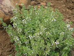 بذر آویشن لیمویی  بسته 10 عددی  Lemon Thyme Seeds  Thymus citriodorus Seeds