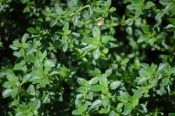 بذر آویشن لیمویی  بسته 10 عددی  Lemon Thyme Seeds  Thymus citriodorus Seeds