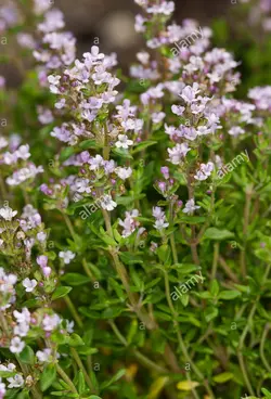 بذر آویشن آلمانی  بسته 100 عددی  German Thyme Seeds  Thymus vulgaris Seeds