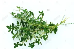 بذر آویشن آلمانی  بسته 100 عددی  German Thyme Seeds  Thymus vulgaris Seeds