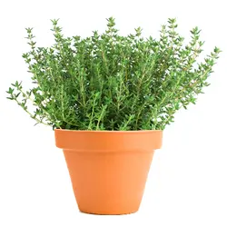 بذر آویشن آلمانی  بسته 100 عددی  German Thyme Seeds  Thymus vulgaris Seeds
