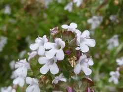 بذر آویشن آلمانی  بسته 100 عددی  German Thyme Seeds  Thymus vulgaris Seeds