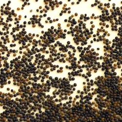 بذر آویشن آلمانی  بسته 100 عددی  German Thyme Seeds  Thymus vulgaris Seeds
