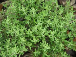 بذر آویشن آلمانی  بسته 100 عددی  German Thyme Seeds  Thymus vulgaris Seeds
