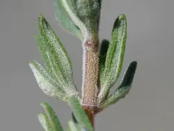 بذر آویشن آلمانی  بسته 100 عددی  German Thyme Seeds  Thymus vulgaris Seeds