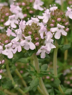 بذر آویشن آلمانی  بسته 100 عددی  German Thyme Seeds  Thymus vulgaris Seeds