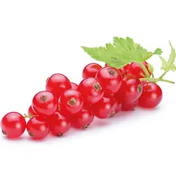 بذر انگور فرنگی قرمز <br> بسته 5 عددی <br> Red  Currant <br><i><b> Ribes rubrum </i> Seeds </b>