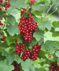 بذر انگور فرنگی قرمز <br> بسته 5 عددی <br> Red  Currant <br><i><b> Ribes rubrum </i> Seeds </b>