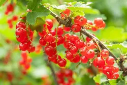 بذر انگور فرنگی قرمز <br> بسته 5 عددی <br> Red  Currant <br><i><b> Ribes rubrum </i> Seeds </b>