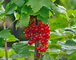 بذر انگور فرنگی قرمز <br> بسته 5 عددی <br> Red  Currant <br><i><b> Ribes rubrum </i> Seeds </b>