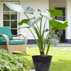 بذر باباآدم آپارتمانی (آلوکازیا غول پیکر) <br> تعداد یک عدد بذر <br> Giant Upright Alocasia Seeds <br><i><b> Alocasia odora </i> Seeds </b>