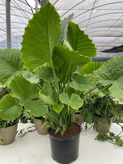 بذر باباآدم آپارتمانی (آلوکازیا غول پیکر) <br> تعداد یک عدد بذر <br> Giant Upright Alocasia Seeds <br><i><b> Alocasia odora </i> Seeds </b>