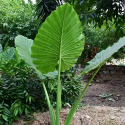 بذر باباآدم آپارتمانی (آلوکازیا غول پیکر) <br> تعداد یک عدد بذر <br> Giant Upright Alocasia Seeds <br><i><b> Alocasia odora </i> Seeds </b>