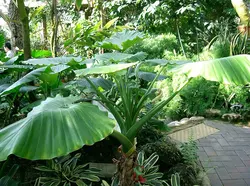 بذر باباآدم آپارتمانی (آلوکازیا غول پیکر) <br> تعداد یک عدد بذر <br> Giant Upright Alocasia Seeds <br><i><b> Alocasia odora </i> Seeds </b>