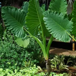 بذر باباآدم آپارتمانی (آلوکازیا غول پیکر) <br> تعداد یک عدد بذر <br> Giant Upright Alocasia Seeds <br><i><b> Alocasia odora </i> Seeds </b>