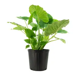 بذر باباآدم آپارتمانی (آلوکازیا غول پیکر) <br> تعداد یک عدد بذر <br> Giant Upright Alocasia Seeds <br><i><b> Alocasia odora </i> Seeds </b>