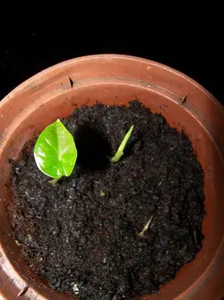 بذر باباآدم آپارتمانی (آلوکازیا غول پیکر) <br> تعداد یک عدد بذر <br> Giant Upright Alocasia Seeds <br><i><b> Alocasia odora </i> Seeds </b>