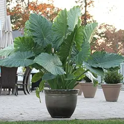 بذر باباآدم آپارتمانی (آلوکازیا غول پیکر) <br> تعداد یک عدد بذر <br> Giant Upright Alocasia Seeds <br><i><b> Alocasia odora </i> Seeds </b>