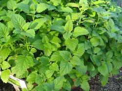 بذر بادرنجبویه  <br> بسته 50 عددی <br> Lemon balm <br><i><b> Melissa officinalis </i> Seeds </b>