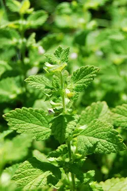 بذر بادرنجبویه  <br> بسته 50 عددی <br> Lemon balm <br><i><b> Melissa officinalis </i> Seeds </b>