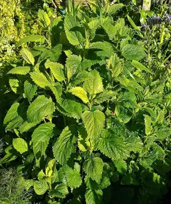بذر بادرنجبویه  <br> بسته 50 عددی <br> Lemon balm <br><i><b> Melissa officinalis </i> Seeds </b>