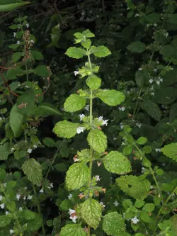 بذر بادرنجبویه  <br> بسته 50 عددی <br> Lemon balm <br><i><b> Melissa officinalis </i> Seeds </b>