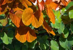 بذر بائوهینیا برگ طلایی <br> بسته یک عددی <br> Gold Leaf Bauhinia  Seeds <br><i><b> Bauhinia aureifolia </i> Seeds </b>