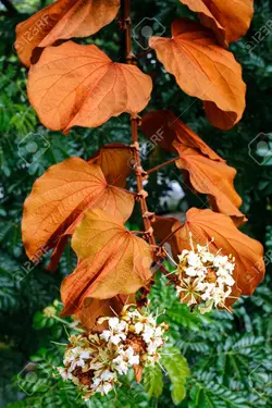 بذر بائوهینیا برگ طلایی <br> بسته یک عددی <br> Gold Leaf Bauhinia  Seeds <br><i><b> Bauhinia aureifolia </i> Seeds </b>