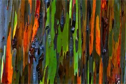 بذر اکالیپتوس رنگین کمان <br> بسته 5 عددی <br> Rainbow Eucalyptus <br> <i><b>Eucalyptus deglupta</i> Seeds </b>