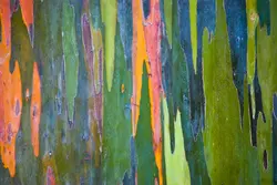بذر اکالیپتوس رنگین کمان <br> بسته 5 عددی <br> Rainbow Eucalyptus <br> <i><b>Eucalyptus deglupta</i> Seeds </b>