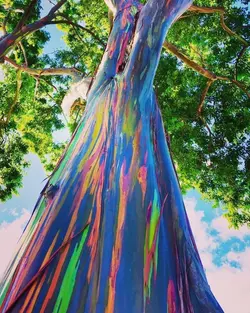 بذر اکالیپتوس رنگین کمان <br> بسته 5 عددی <br> Rainbow Eucalyptus <br> <i><b>Eucalyptus deglupta</i> Seeds </b>