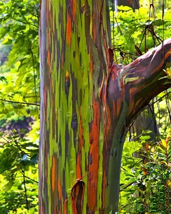 بذر اکالیپتوس رنگین کمان <br> بسته 5 عددی <br> Rainbow Eucalyptus <br> <i><b>Eucalyptus deglupta</i> Seeds </b>
