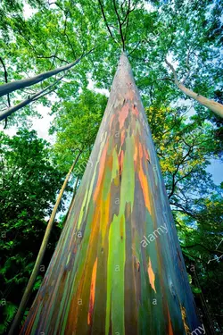 بذر اکالیپتوس رنگین کمان <br> بسته 5 عددی <br> Rainbow Eucalyptus <br> <i><b>Eucalyptus deglupta</i> Seeds </b>