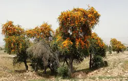 بذر انار شیطان <br> بسته 5 عددی <br> Marwar Teak Seeds <br><i><b> Tecomella undulata </i> Seeds</b>