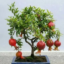 بذر انار مینیاتوری <br> بسته 5 عددی <br> Dwarf Pomegranate Seeds <br><i><b> Punica granatum Nana </i> Seeds</b>