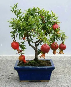 بذر انار مینیاتوری <br> بسته 5 عددی <br> Dwarf Pomegranate Seeds <br><i><b> Punica granatum Nana </i> Seeds</b>