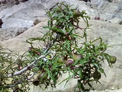بذر انجیر کوهی  بسته 10 عددی  Mountain Fig Seeds  <i><b> Ficus johannis </i> Seeds</b>