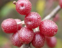 بذر انگور ژاپنی سیلوربری <br> تعداد 10 عدد بذر <br> Japanese silverberry <br><i><b> Elaeagnus umbellata </i> Seeds </b>