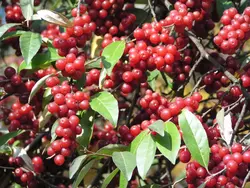 بذر انگور ژاپنی سیلوربری <br> تعداد 10 عدد بذر <br> Japanese silverberry <br><i><b> Elaeagnus umbellata </i> Seeds </b>