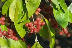 بذر انگور ژاپنی سیلوربری <br> تعداد 10 عدد بذر <br> Japanese silverberry <br><i><b> Elaeagnus umbellata </i> Seeds </b>