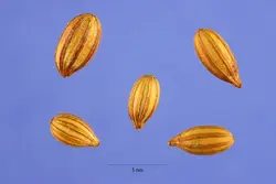 بذر انگور ژاپنی سیلوربری <br> تعداد 10 عدد بذر <br> Japanese silverberry <br><i><b> Elaeagnus umbellata </i> Seeds </b>