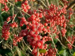 بذر انگور ژاپنی سیلوربری <br> تعداد 10 عدد بذر <br> Japanese silverberry <br><i><b> Elaeagnus umbellata </i> Seeds </b>