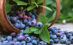 بذر بلوبری میکس جنوبی  بسته 10 عددی  Southern Mix Blueberry Seeds <i><b> Vaccinium sp </i>Seeds</b>