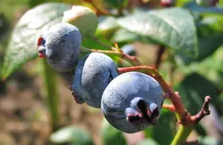 بذر بلوبری میکس جنوبی  بسته 10 عددی  Southern Mix Blueberry Seeds <i><b> Vaccinium sp </i>Seeds</b>