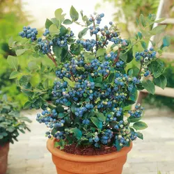 بذر بلوبری میکس جنوبی  بسته 10 عددی  Southern Mix Blueberry Seeds <i><b> Vaccinium sp </i>Seeds</b>