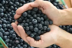 بذر بلوبری میکس جنوبی  بسته 10 عددی  Southern Mix Blueberry Seeds <i><b> Vaccinium sp </i>Seeds</b>