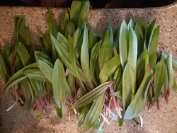 بذر بن سرخ <br> بسته 10 عددی <br> Red Stem Ramps <br><i><b> Allium jesdanum </i> Seeds </b>