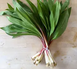بذر بن سرخ <br> بسته 10 عددی <br> Red Stem Ramps <br><i><b> Allium jesdanum </i> Seeds </b>