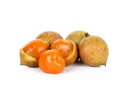 بذر بلوط سیلان <br> بسته یک عددی <br> Ceylon Oak <br><i><b> Schleichera oleosa </i> Seeds </b>