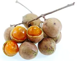 بذر بلوط سیلان <br> بسته یک عددی <br> Ceylon Oak <br><i><b> Schleichera oleosa </i> Seeds </b>